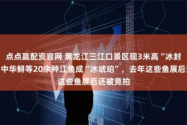 点点赢配资官网 黑龙江三江口景区现3米高“冰封鱼墙”，中华鲟等20余种江鱼成“冰琥珀”，去年这些鱼展后还被竞拍